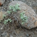 IJSLAND 300pic  0870