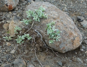 IJSLAND 300pic  0870