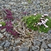IJSLAND 300pic  0871