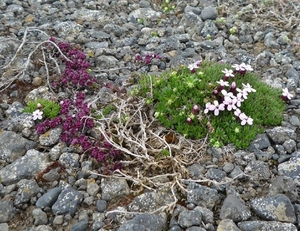 IJSLAND 300pic  0871