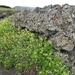 IJSLAND 300pic  0872