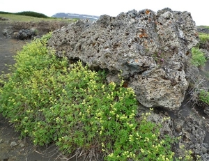 IJSLAND 300pic  0872