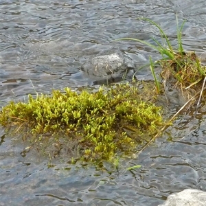 IJSLAND 300pic  0891