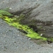 IJSLAND 300pic  0896