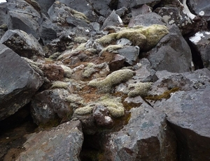 IJSLAND 300pic  0908