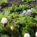 IJSLAND 300pic  0913