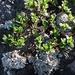 IJSLAND 300pic  0914