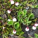 IJSLAND 300pic  0915