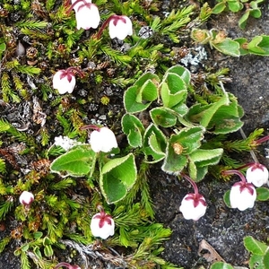 IJSLAND 300pic  0915