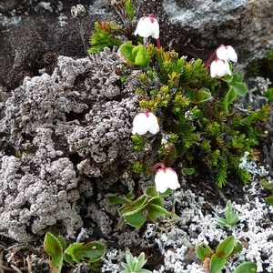 IJSLAND 300pic  0916