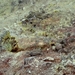 IJSLAND 300pic  0925