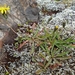 IJSLAND 300pic  0932