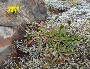 IJSLAND 300pic  0932