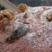 IJSLAND 300pic  0942