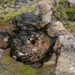 IJSLAND 300pic  0947