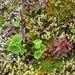 IJSLAND 300pic  0949