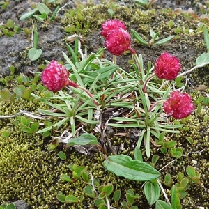 IJSLAND 300pic  0950