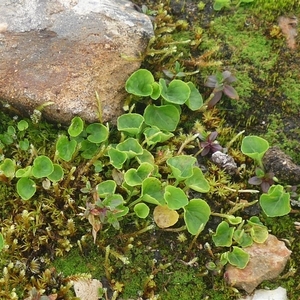 IJSLAND 300pic  0951