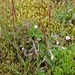 IJSLAND 300pic  0952