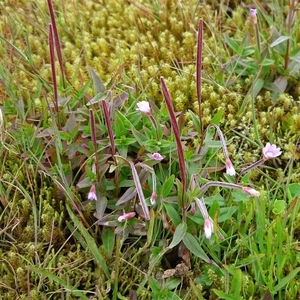 IJSLAND 300pic  0952