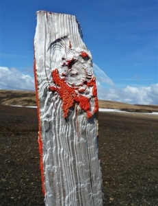 IJSLAND 300pic  0983