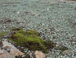 IJSLAND 300pic  0985