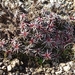 IJSLAND 300pic  0987