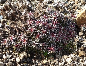 IJSLAND 300pic  0987