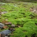 IJSLAND 300pic  0997