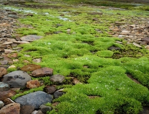 IJSLAND 300pic  0997