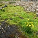 IJSLAND 300pic  0999