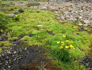 IJSLAND 300pic  0999