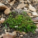 IJSLAND 300pic  1019