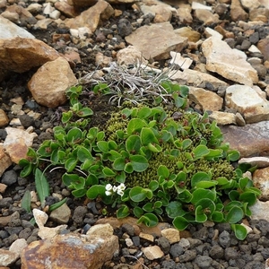 IJSLAND 300pic  1019