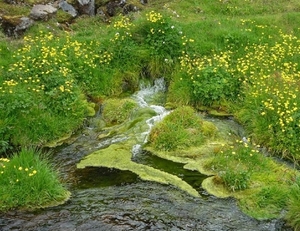 IJSLAND 300pic  1030