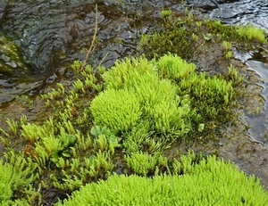 IJSLAND 300pic  1032