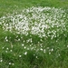 IJSLAND 300pic  1033