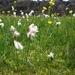 IJSLAND 300pic  1034