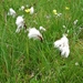 IJSLAND 300pic  1035