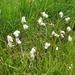 IJSLAND 300pic  1036