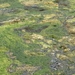 IJSLAND 300pic  1041