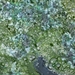 IJSLAND 300pic  1044