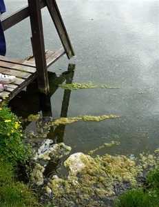 IJSLAND 300pic  1046