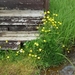 IJSLAND 300pic  1048