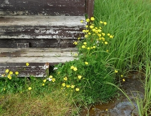 IJSLAND 300pic  1048