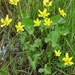 IJSLAND 300pic  1050