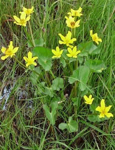 IJSLAND 300pic  1050