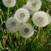 IJSLAND 300pic  1051