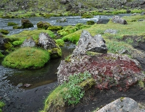 IJSLAND 300pic  1076