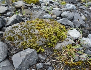 IJSLAND 300pic  1089